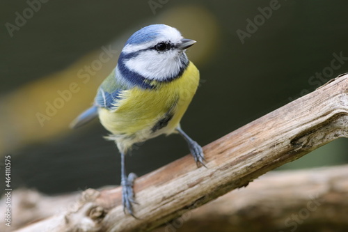 mésange bleue juchée sur une branche