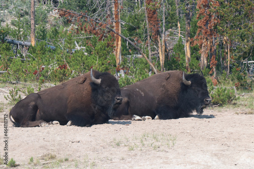 Yellowstone National Park Pair Bison