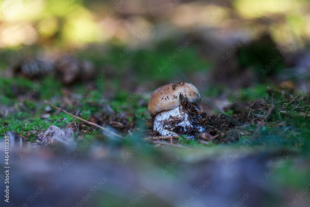 Boletus edulis - an edible fungus grows among the trees in the moss. The boletus has a brown head and a white leg. Boletus edulis - an edible fungus grows among the trees in the moss. The boletus has a brown head and a white leg.