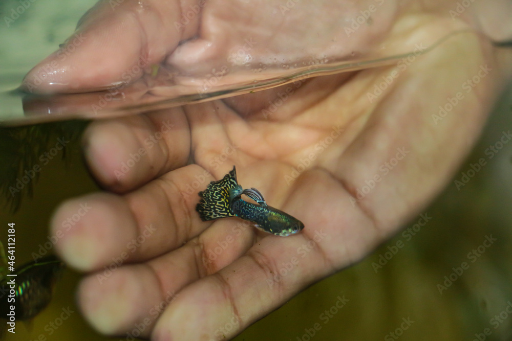 Hand inside fish tank trying to catch small guppy fish. Poecilia reticulata.