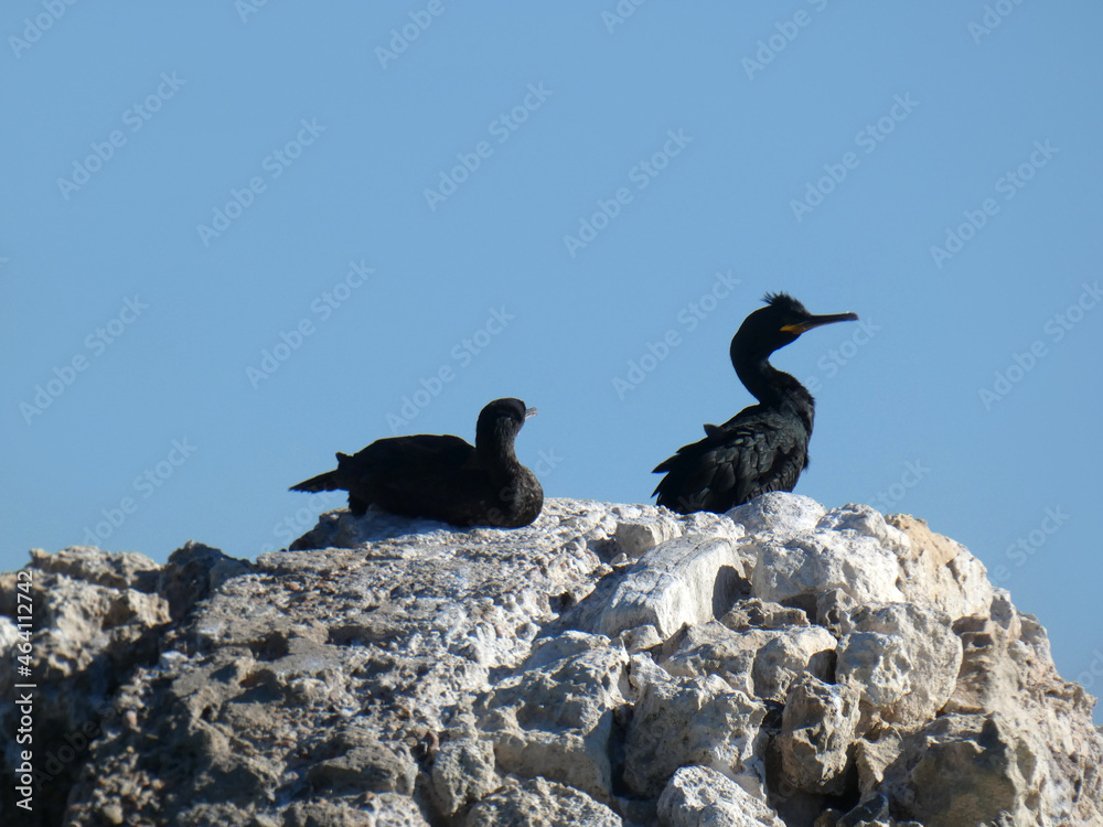 Fototapeta premium Cormorani