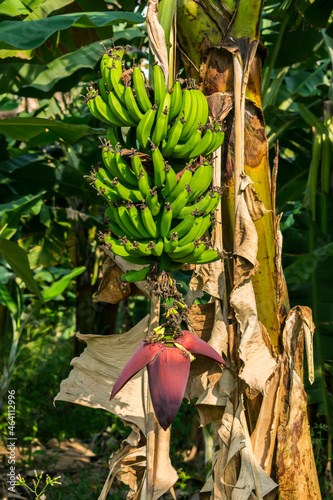 Big green banana bunch and blossom (heart) on tree in Schroeder - Santa Catarina, Brazil