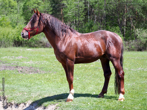 Tori chestnut stallion standing on a green meadow
