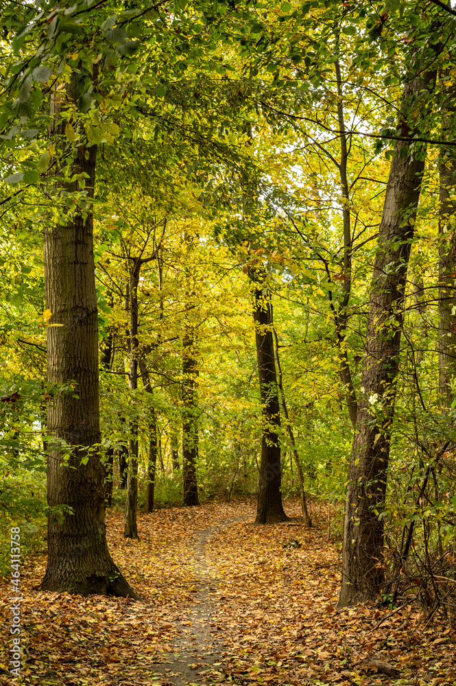Obraz premium jesienny park z kolorowymi liśćmi na Wyspie Bolko w Opolu