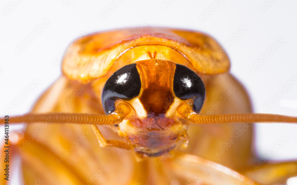 Red cockroach close-up of a macro isolated on white background ...