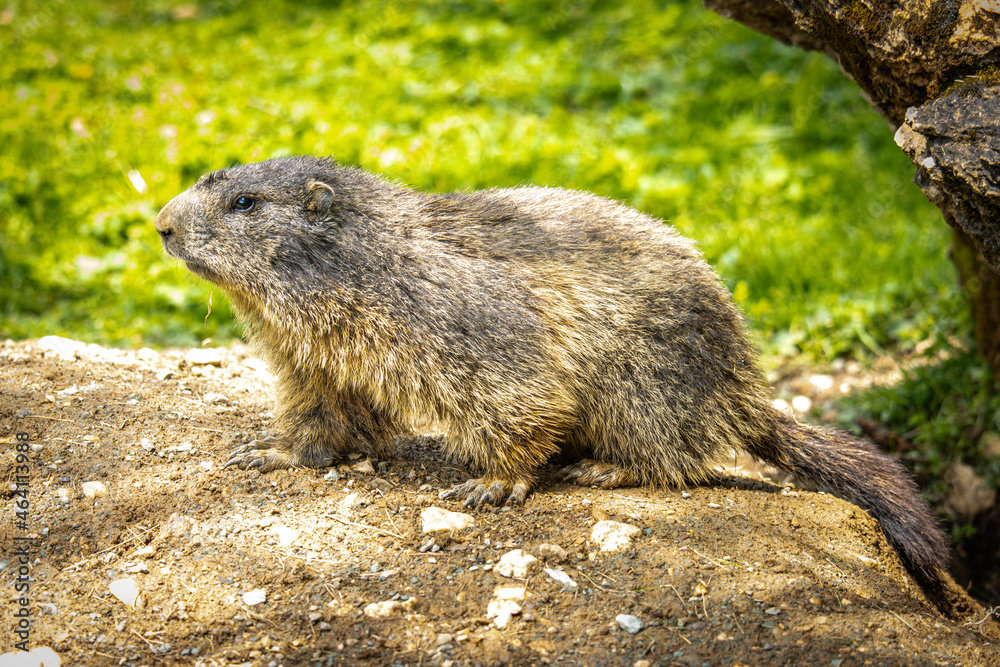 groundhog, marmot, mammal, austian alps, ramsau, austria groundhog, marmot, mammal, austian alps, ramsau, austria