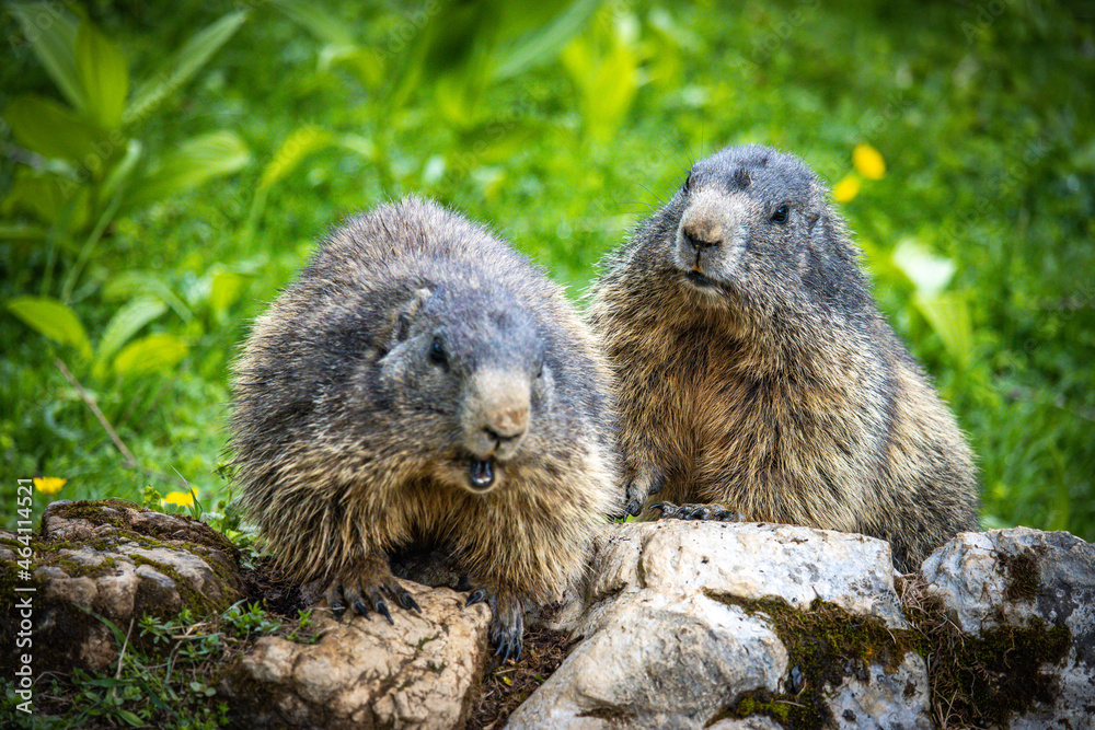 groundhog, marmot, mammal, austian alps, ramsau, austria groundhog, marmot, mammal, austian alps, ramsau, austria