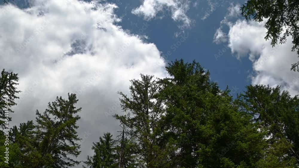 Low angle view of trees swaying in breeze against white clouds. Looking up towards the blue sky. Pristine woodlands in wilderness. Green spruce trees. Static shot, real time Low angle view of trees swaying in breeze against white clouds. Looking up towards the blue sky. Pristine woodlands in wilderness. Green spruce trees. Static shot, real time