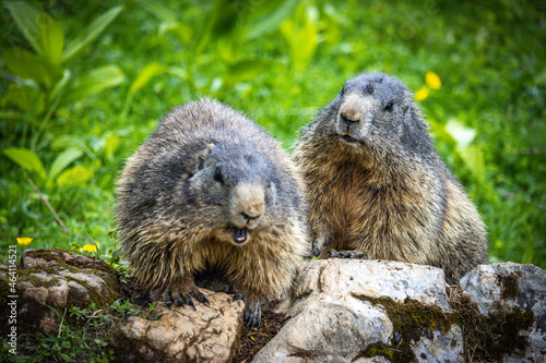 groundhog, marmot, mammal, austian alps, ramsau, austria