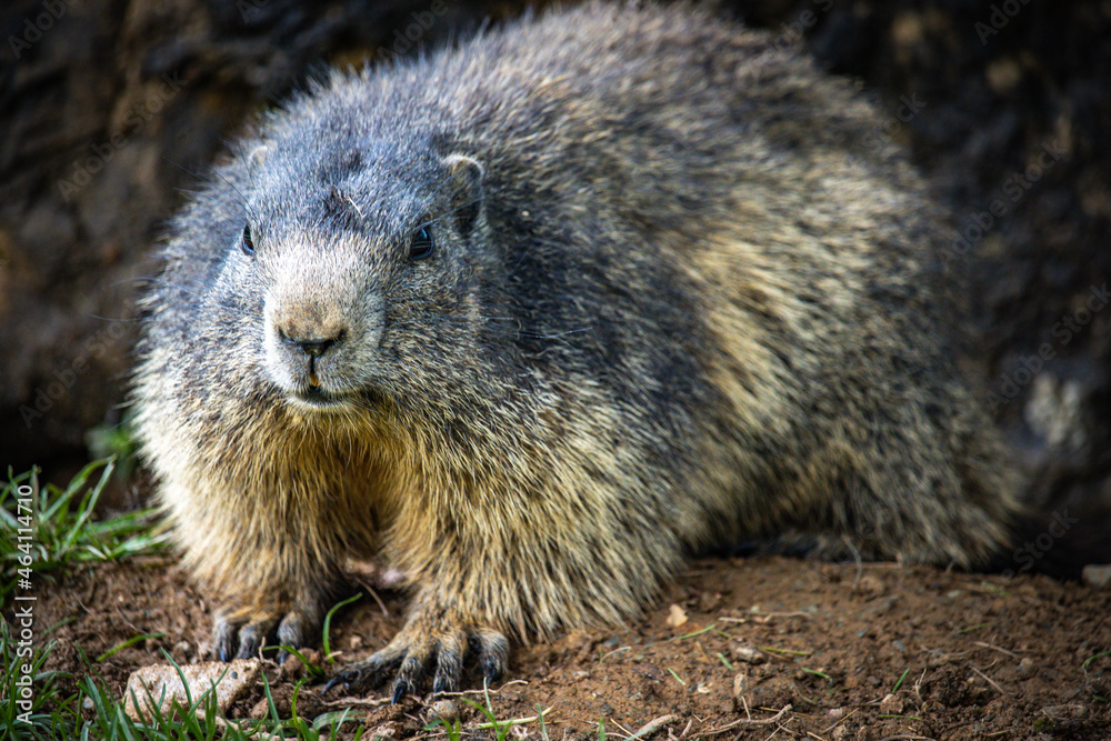 groundhog, marmot, mammal, austian alps, ramsau, austria Stock Photo | Adobe Stock groundhog, marmot, mammal, austian alps, ramsau, austria Stock Photo | Adobe Stock