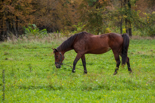 A graceful young brown horse grazes in the meadow. In the background, yellowing autumn trees. Side view © Tasha Ro