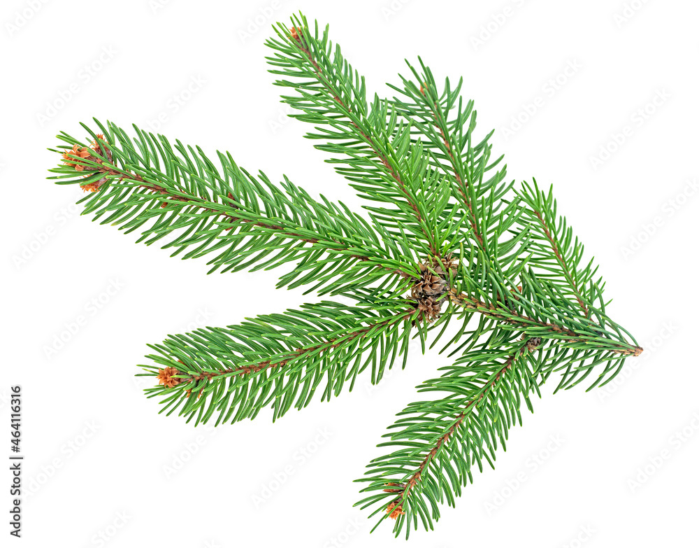 Naklejka premium Pine branch isolated on a white background. Fir tree branch.