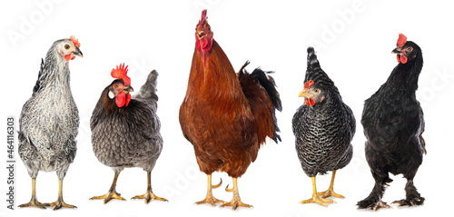 A rooster with four hens isolated on white