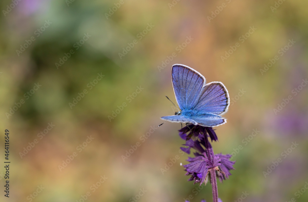 butterfly with a wonderful blue wing top butterfly with a wonderful blue wing top