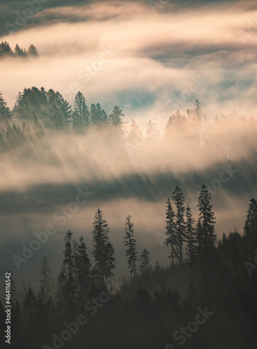 Obraz na płótnie Las forest w salonie