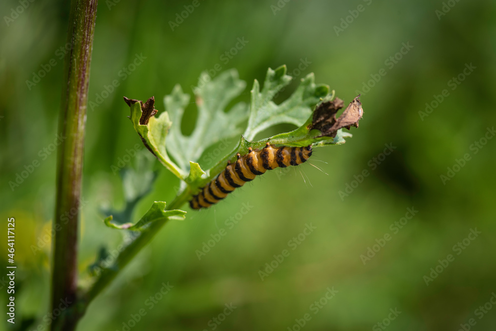 Striped caterpillar of the Cinnabar moth (Tyria jacobaeae) feeding on a leaf.