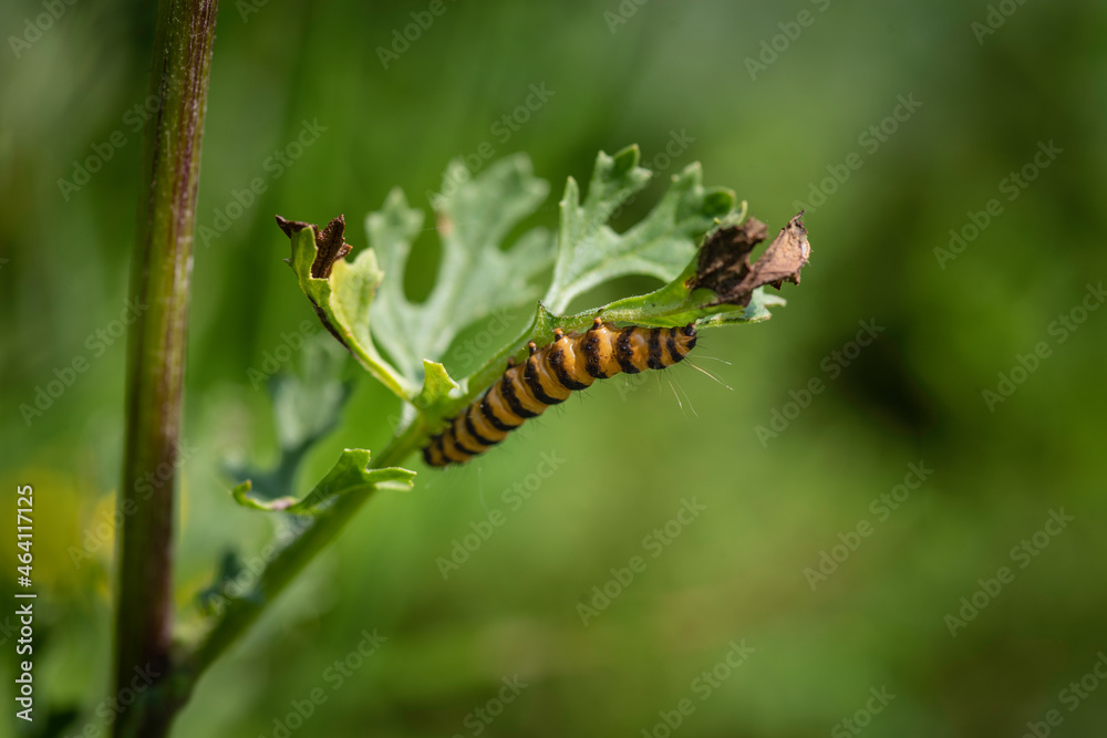 Striped caterpillar of the Cinnabar moth (Tyria jacobaeae) feeding on a leaf. Striped caterpillar of the Cinnabar moth (Tyria jacobaeae) feeding on a leaf.