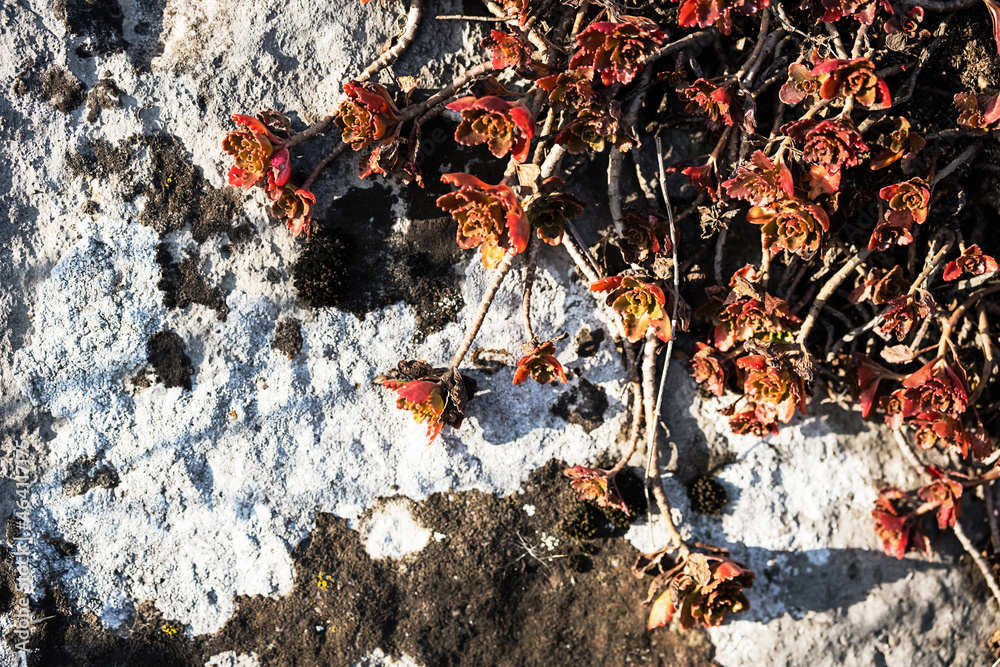 Dragon's Blood Sedum at rock outcrops, close up. Natural pattern, botany background. Dragon's Blood Sedum at rock outcrops, close up. Natural pattern, botany background.