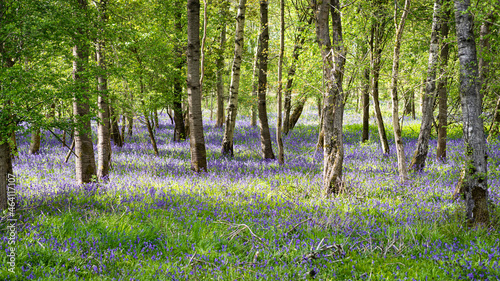 English woodland scene at Wappenbury Wood in spring sunshine with fresh new leaves and indigenous bluebells carpeting the floor.