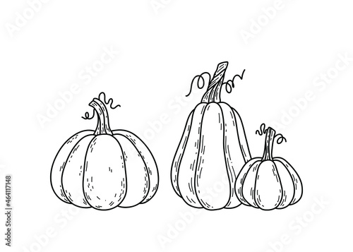 Vector pumpkin illustration. Doodle pumpkins. Hand drawn vegetables.