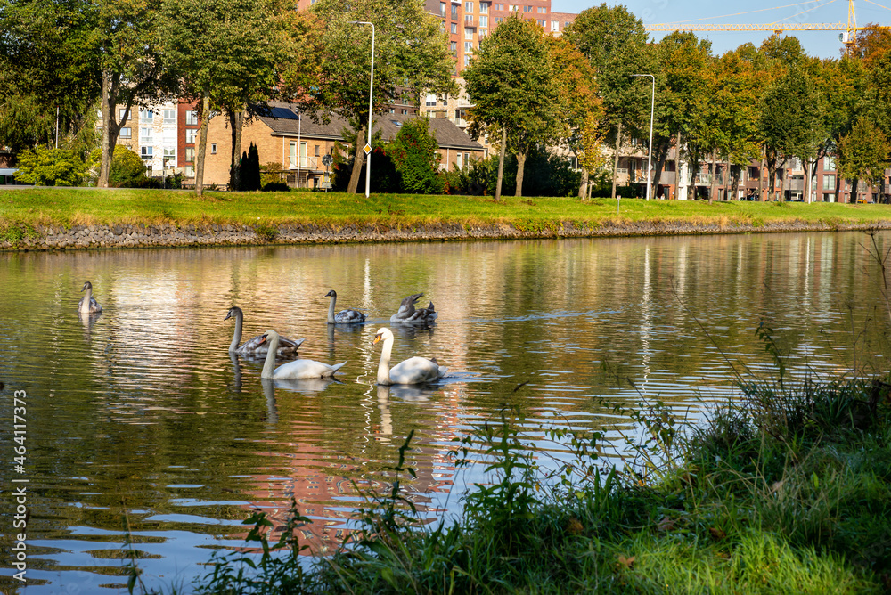 Swan family and  Polder Park Cronesteyn large park in the city of Leiden, Netherlands