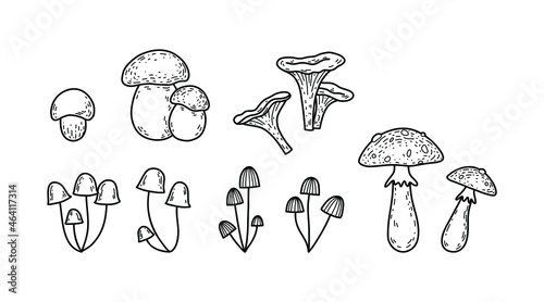 Vector set of forest mushrooms - king bolete, fairy mushroom, chanterelle, fly agaric. Doodle mushrooms.