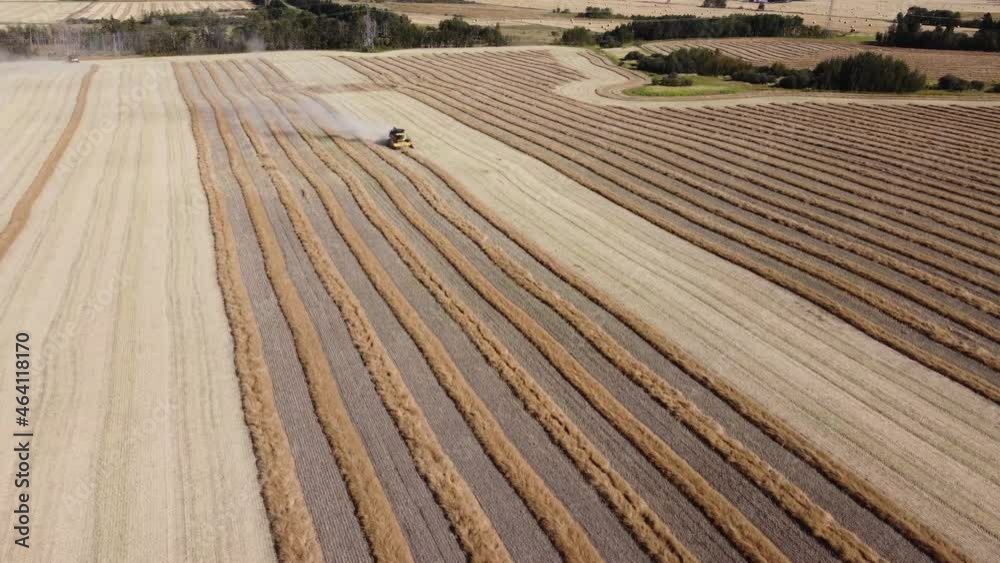 Combine harvester harvesting grain field Combine harvester harvesting grain field