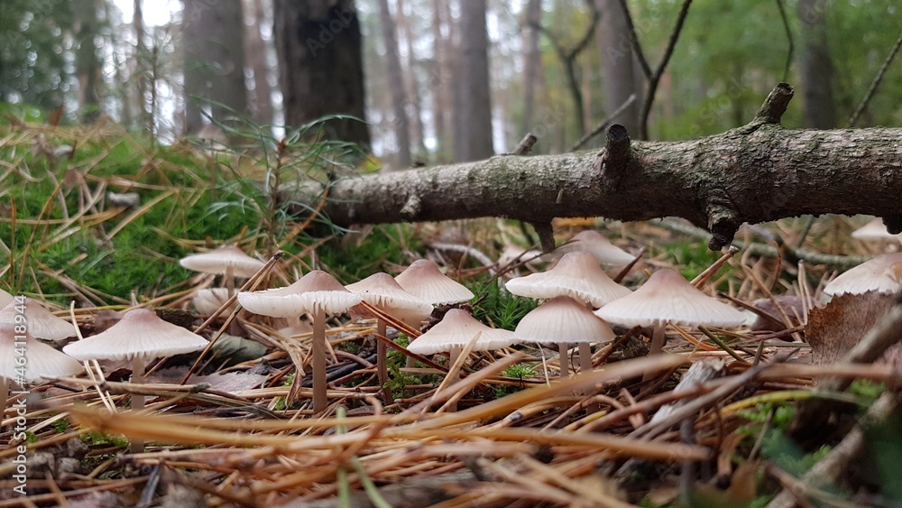 Group of tiny mushrooms growing surrounded by pine needles