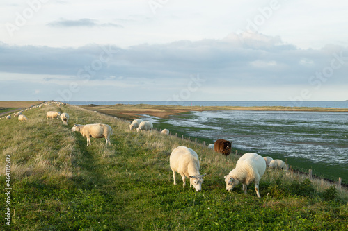 Bild auf Leinwand Sheep graze on the dike along the coast near the village of De Cocksdorp on the Wadden island of Texel, the Netherlands