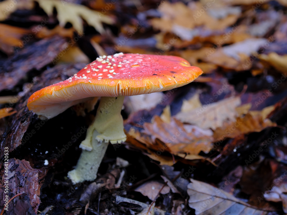 Fly amanita (Amanita muscaria) mushroom growing in oak leaves Fly amanita (Amanita muscaria) mushroom growing in oak leaves