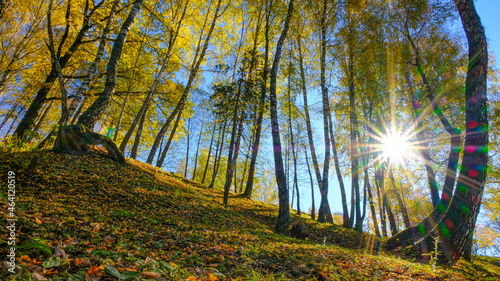 autumn in the forest