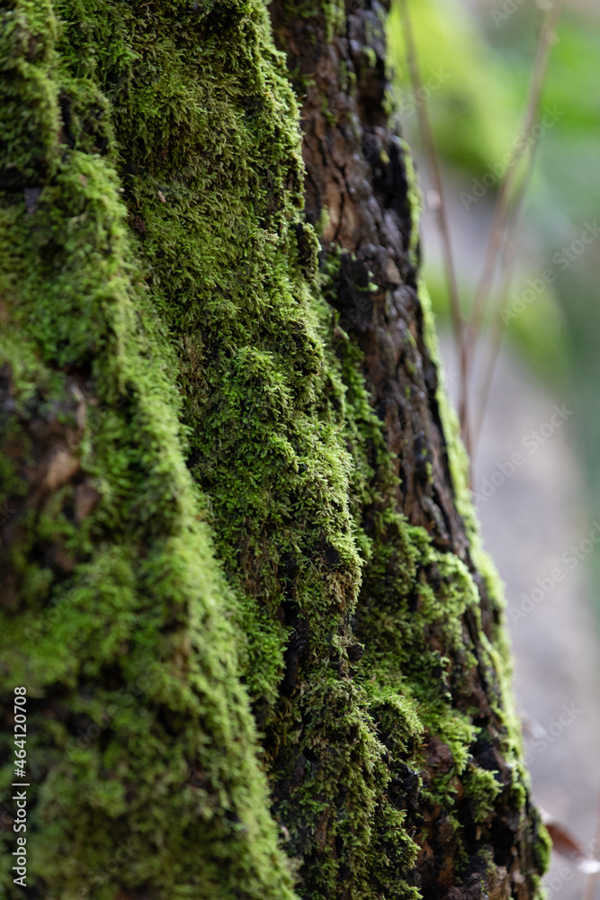 Abstract Close-Up Shot of Lichen and Moss on Trees Trunk and Branches Abstract Close-Up Shot of Lichen and Moss on Trees Trunk and Branches