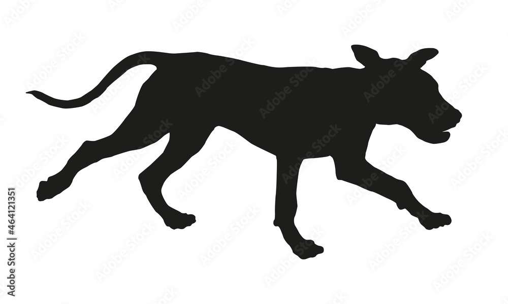 Fototapeta premium Running italian mastiff puppy. Black dog silhouette. Pet animals. Isolated on a white background.