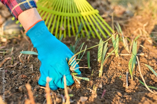 Spring seasonal gardening, rake cleaning backyard close-up. photo