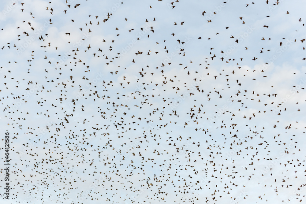 Cloud of starlings.Thousands of starlings synchronize their flight. Cloud of starlings.Thousands of starlings synchronize their flight.