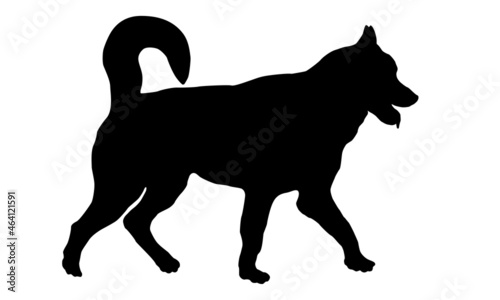 Walking siberian husky puppy. Black dog silhouette. Pet animals. Isolated on a white background.