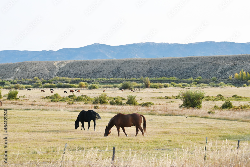 Obraz premium Grazing Horses