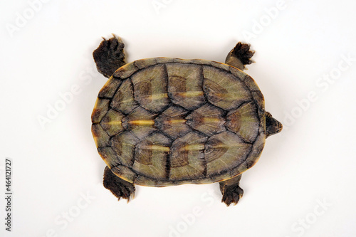 Salvins Kreuzbrustschildkröte // Giant musk turtle  (Staurotypus salvinii) 