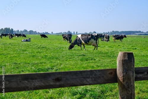 The Netherlands,Sep 8,2021-Cows in pasture with farm in the background. Dutch government wants to expropriate farmers to reduce livestock to solve the nitrogen crisis for housing and road construction