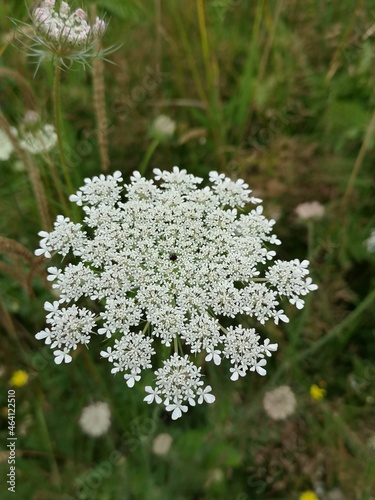 White umbellifer in bloom, seen from above. photo