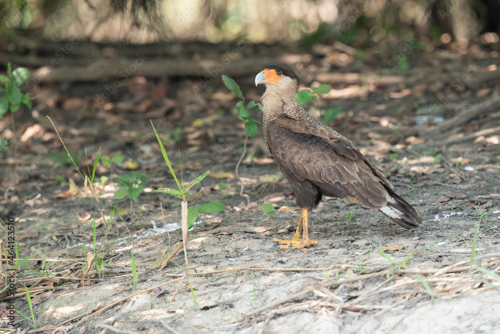 Obraz premium The Southern Caracara (Caracara plancus) 
