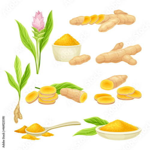 Turmeric or Curcuma Longa Rhizomes and Flowering Plant Vector Set