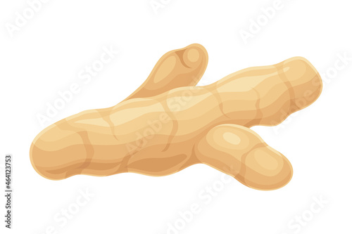 Turmeric or Curcuma Longa Rhizome Used in Asian Cuisine Closeup Vector Illustration