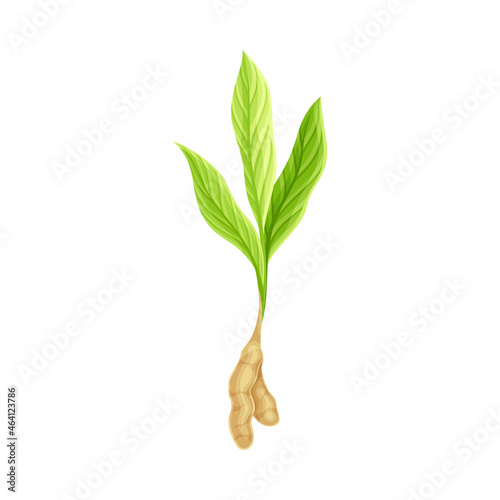 Flowering Plant of Turmeric with Green Leaves and Stem Closeup Vector Illustration