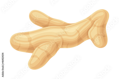 Turmeric or Curcuma Longa Rhizome Used in Asian Cuisine Closeup Vector Illustration