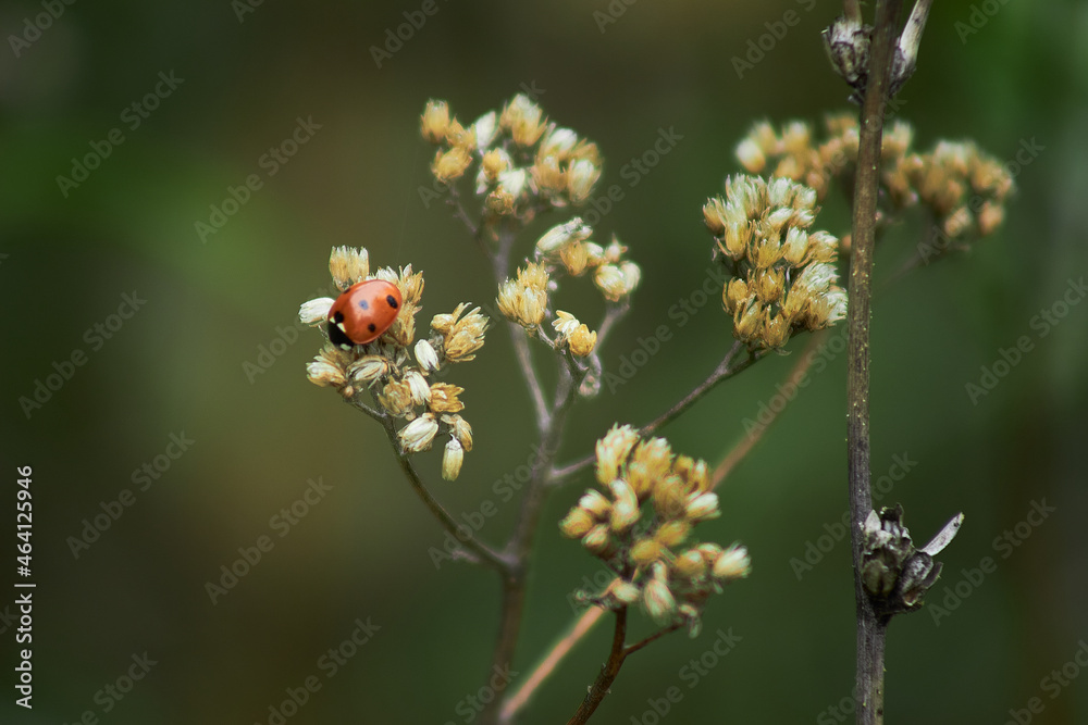 A ladybug is sitting on a branch. A branch on the background of grass with a ladybug. Ladybug. A ladybug is sitting on a branch. A branch on the background of grass with a ladybug. Ladybug.