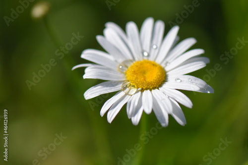 daisy flower