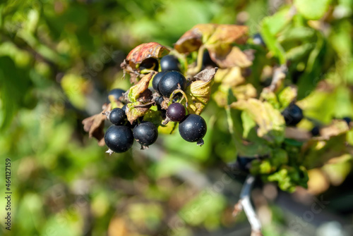 blackcurrant berries on a branch in the garden