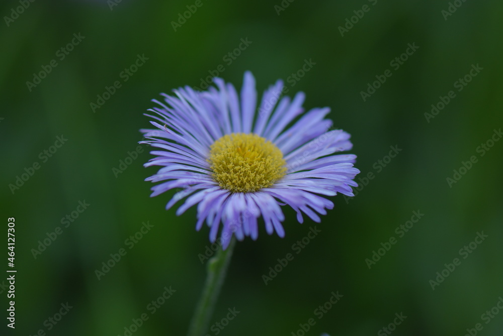 flower of a dandelion