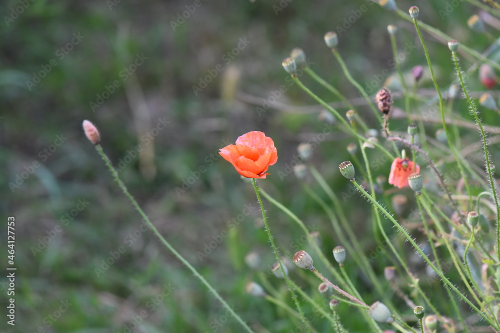 Fototapeta premium red poppy flower